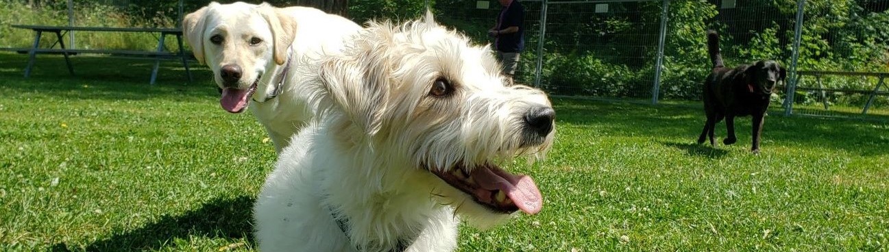 Two medium sized blonde dogs and one medium size brown dog playing in a grassy off-leash dog park