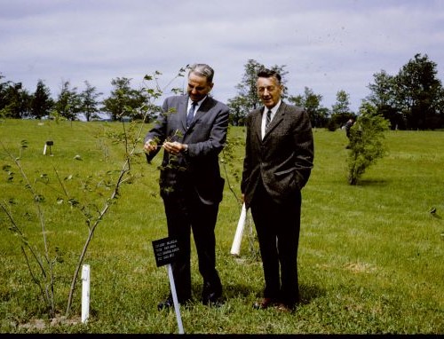 Two men standing in grass field with newly planted trees