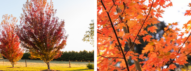Autumn Blaze Maple tree and leaves.