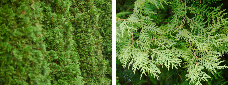 Eastern white cedar with close up of the branch.