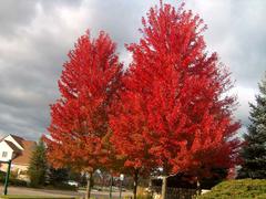 Freeman Maple tree