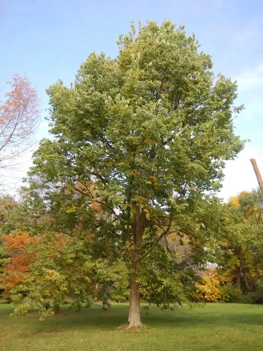 Hackberry tree