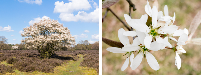 Multi-stem Serviceberry tree and close up of flowers.