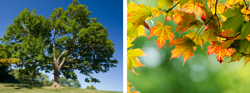 Sugar maple tree with a close up of the leaves.