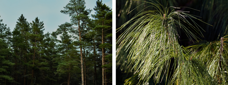 White pine trees with a close up of the leaves.