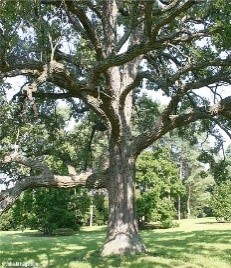 Bur Oak tree
