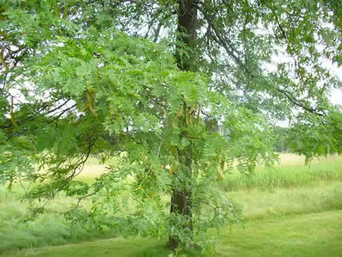 Honeylocust tree