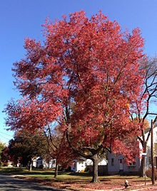 Rubrum Maple tree