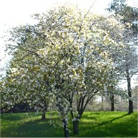 Standard Serviceberry tree