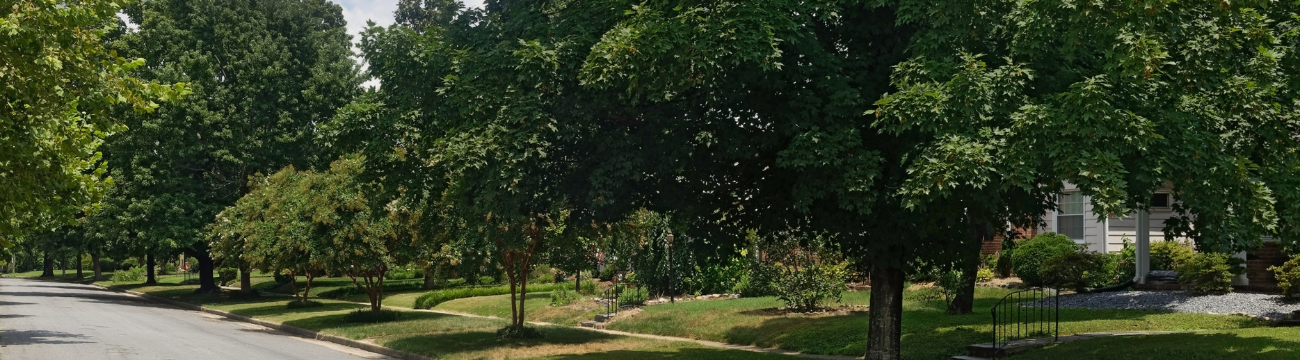 Tree lined residential street.