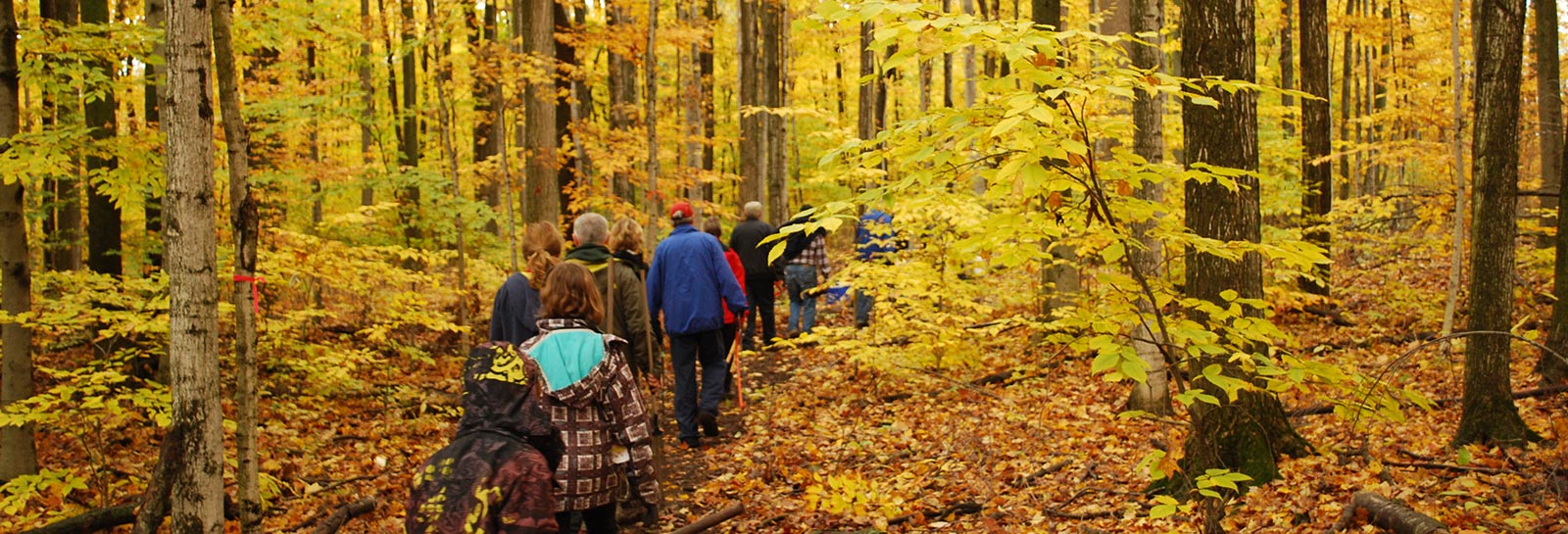 trail going through a woodlot