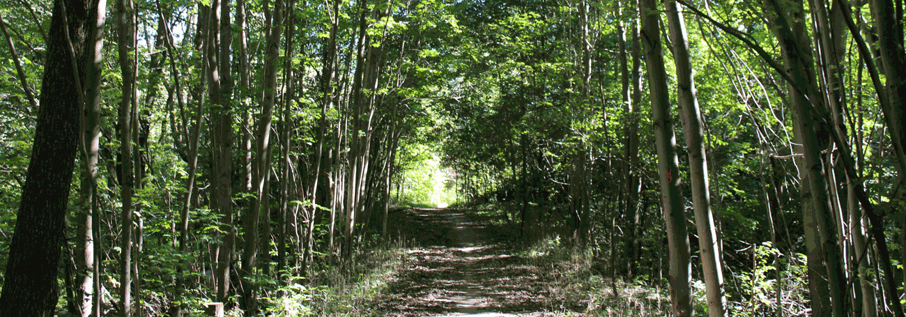 Forest trail