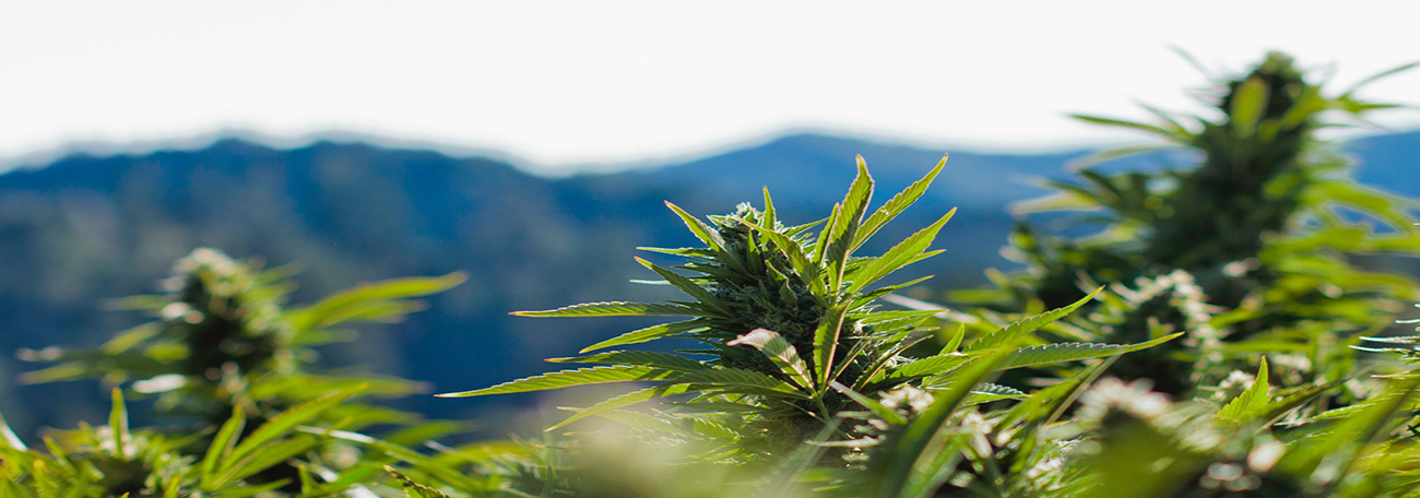 Cannabis plants